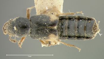 Media type: image;   Entomology 6546 Aspect: habitus dorsal view